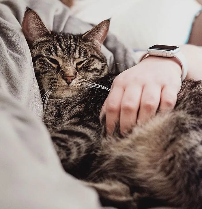 Your Cat Sleeps On Your Head