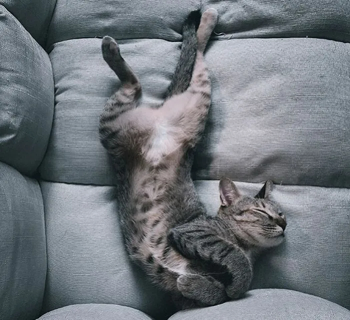 Your Cat Is Makin’ Biscuits On Your Belly