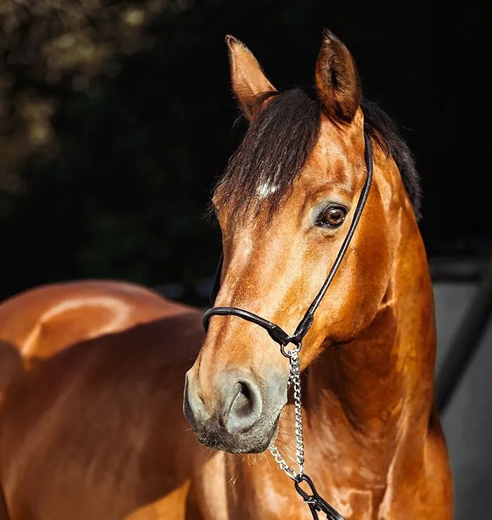 Your Horse Nickers