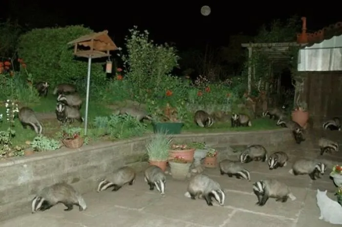 Pandilla maldita