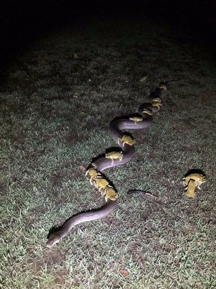 Cursed_commute