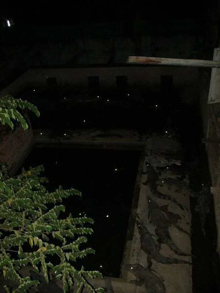 Cursed_backyard