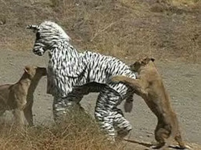 Cursed_cosplay