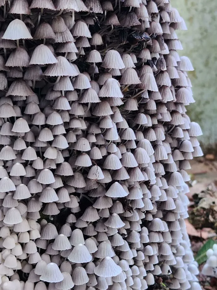 Here's Some Beautiful Wild Shroomies! Location: Kerala, India