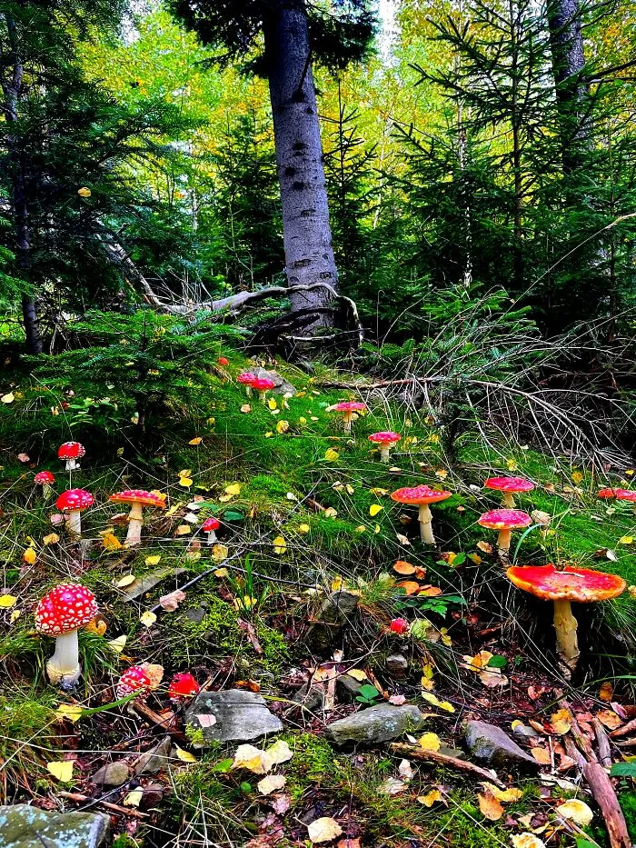 Amanita Muscaria