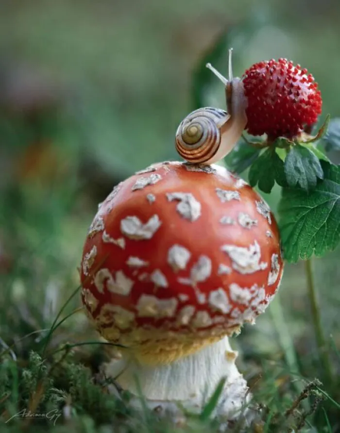 Amanita Muscaria, Germany