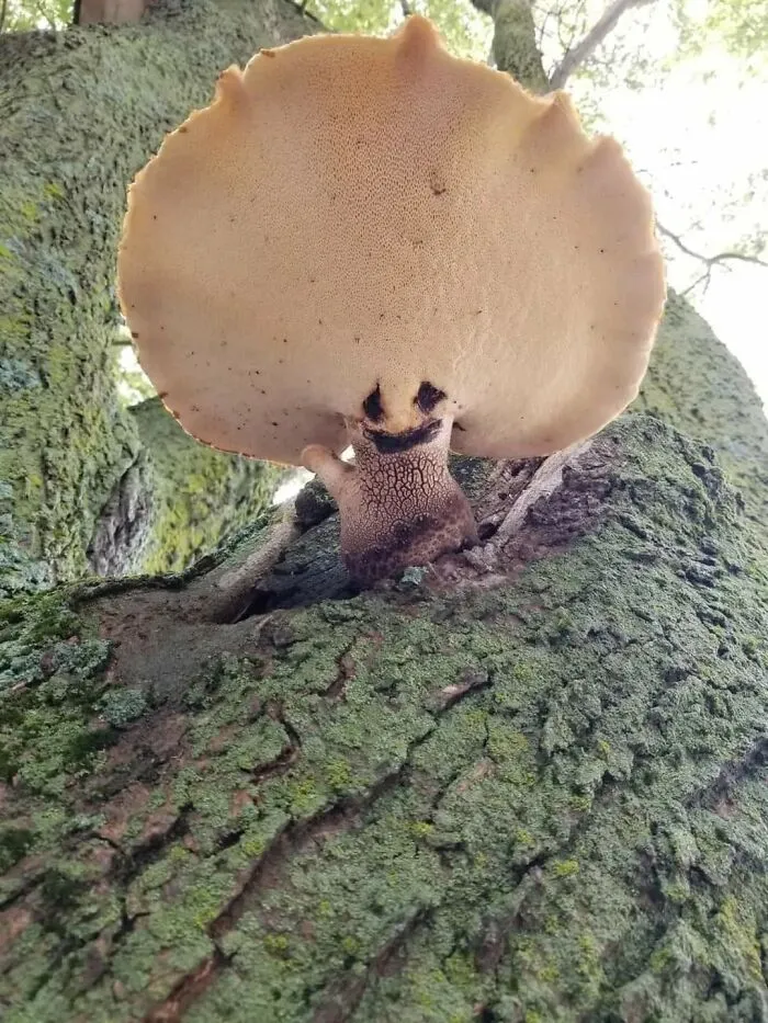 Oh Hai