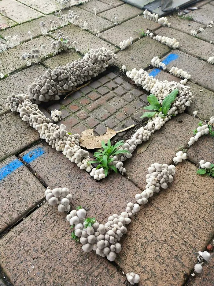 An Army Of Little Fellas Finding A Way In The City