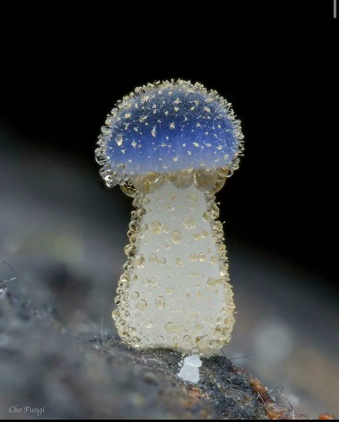 Blue-Head