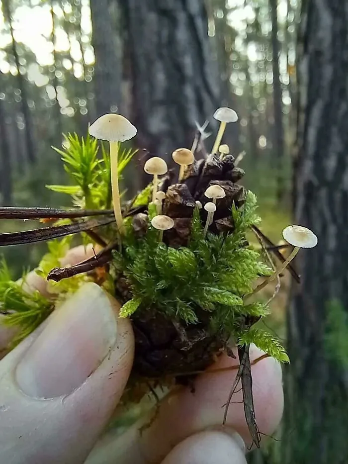 Teeny Tiny! One Of My Fb Friends Discovered This And Took The Pic
