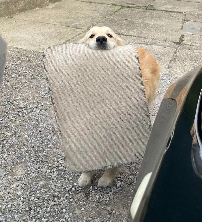 My Golden Brings Me This Old Rug Every Time I Come Home To Wish Me A Warm Welcome