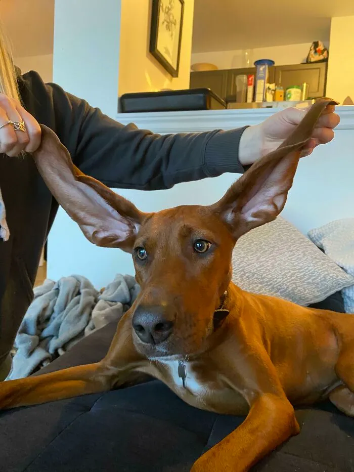 It’s The Ears For Me