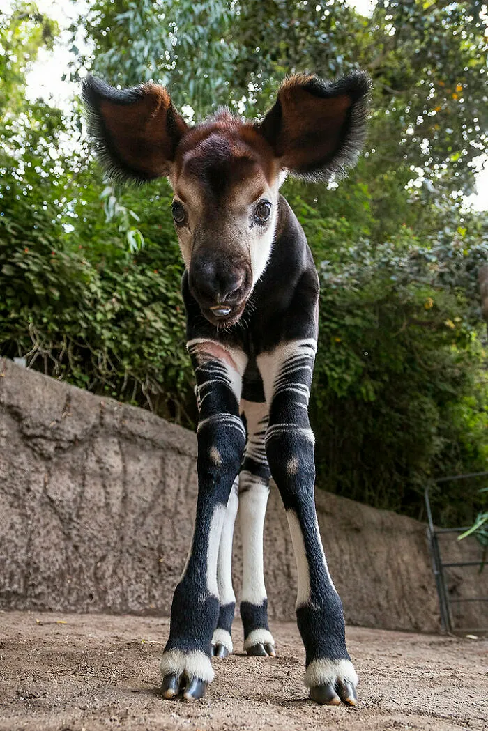 How About This Big-Eared Goof? A Baby Okapi!