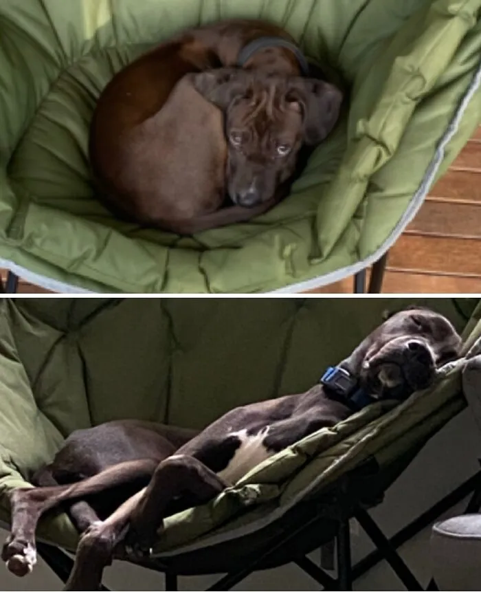 Same Dog Same Chair One Year Apart