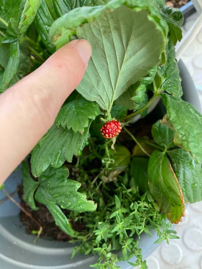 Hora de hacer mermelada de fresa para mis vecinos