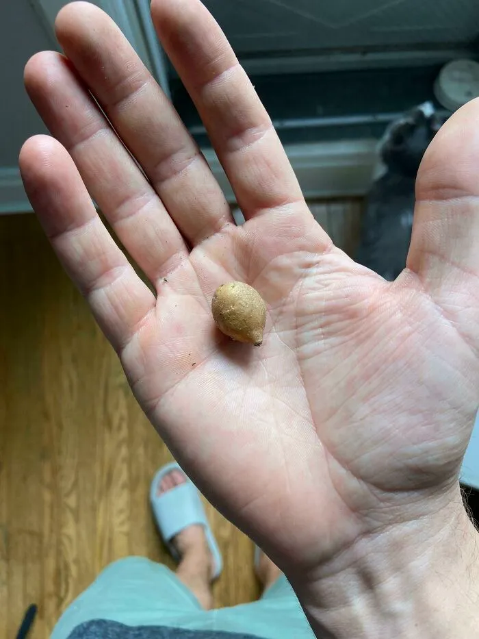 ¡Acabo de cosechar el equivalente de una bolsa entera de papas fritas!