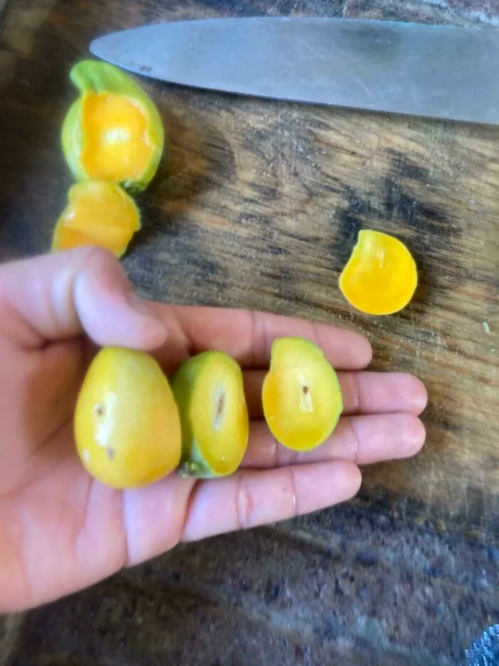 Las lluvias nos han bendecido con unos mangos dulces