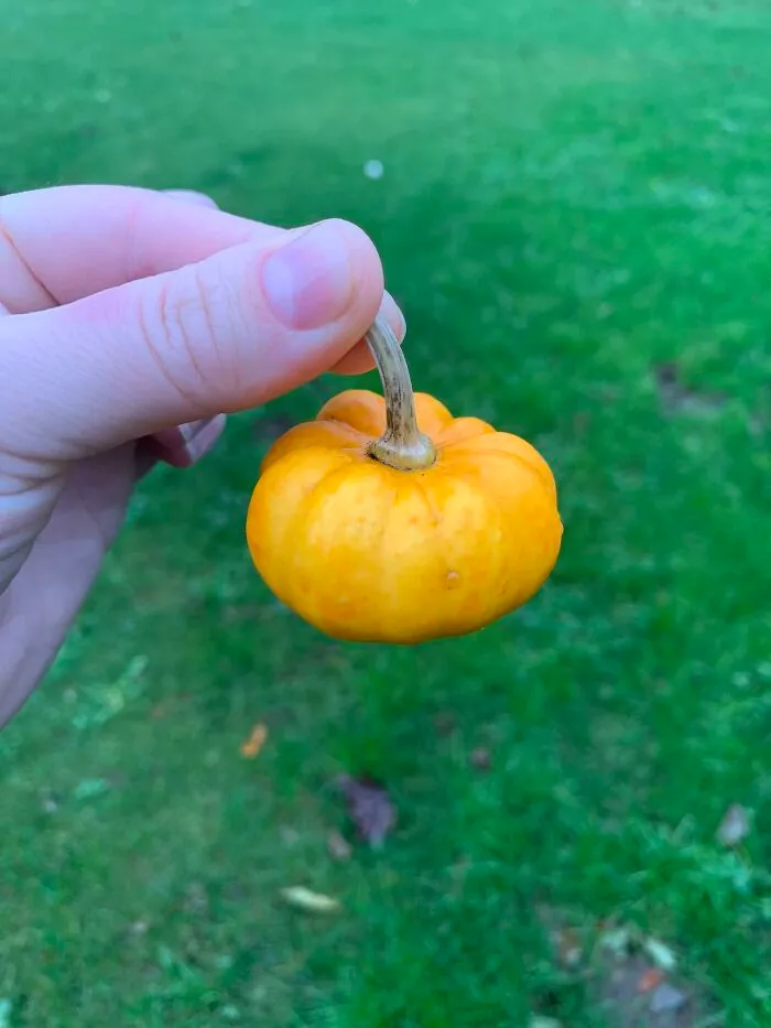 Justo a tiempo para Halloween, la linterna más pequeña del mundo