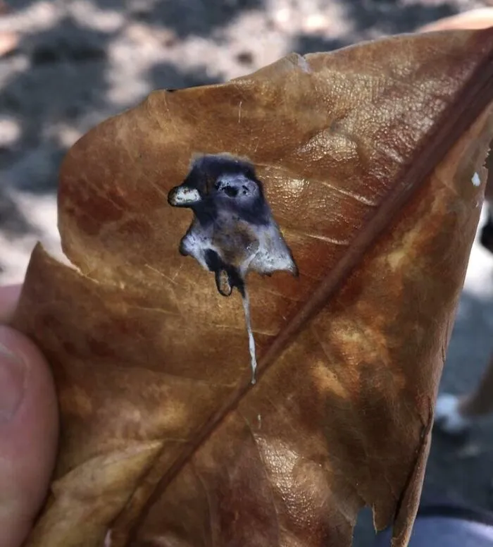 Una paloma caga su retrato en una hoja