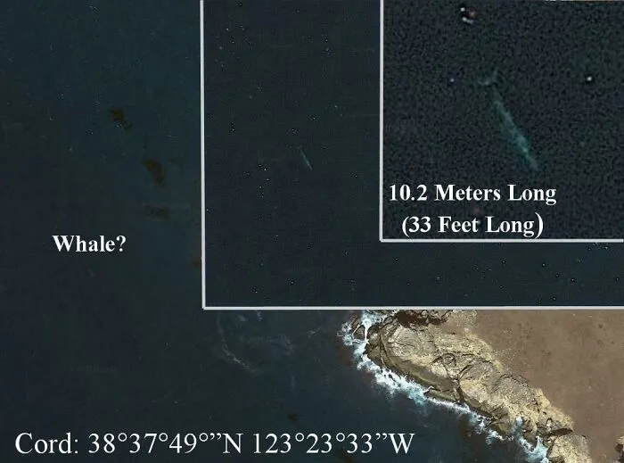After An Hour Of Looking Along The West Coast, I Found A Whale In The Ocean On The West Coast! (33 Feet Long)