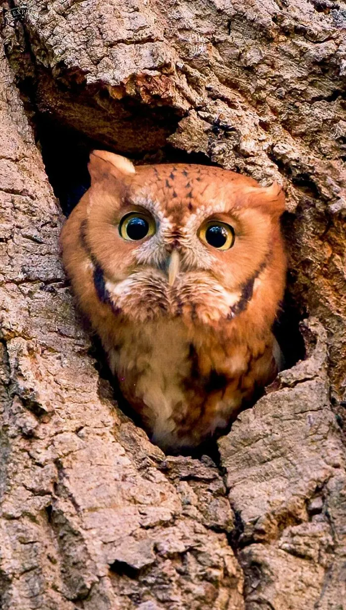 Cutest Little Red Morph Screech Owl