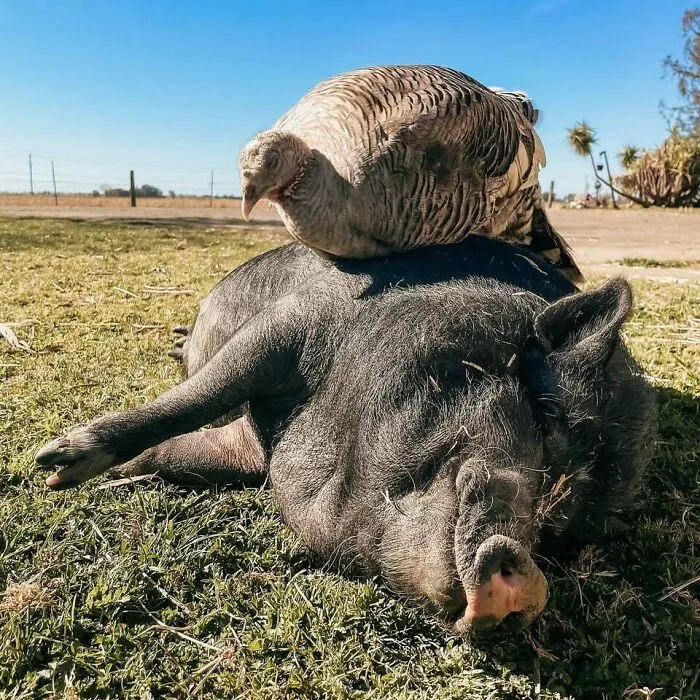 Two Napping Pals