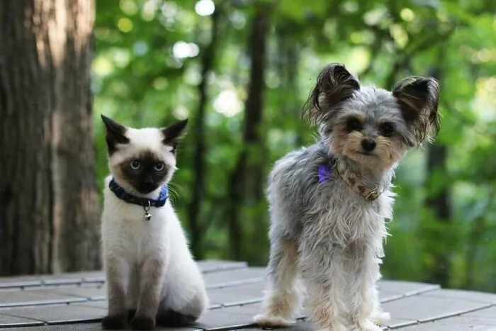 Iris The Siamese And Guppet The Puppet