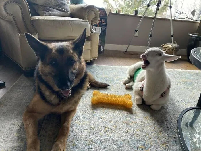 These Two Are Inseparable