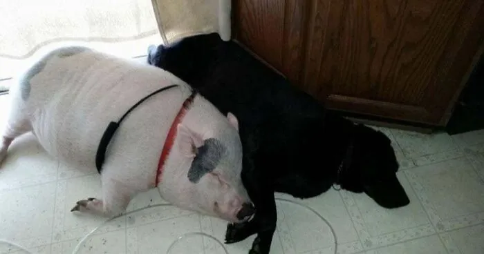 They've Been Best Friends Since Day One 