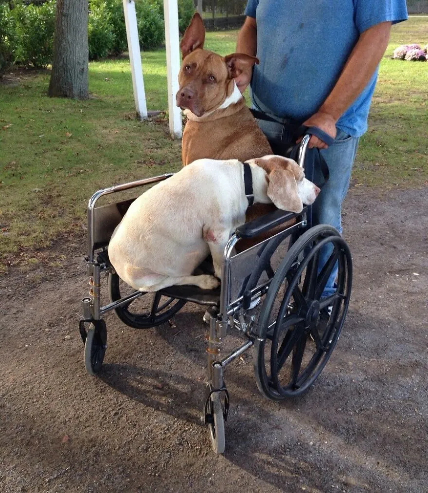 Vi a este tipo empujando a sus perros en una silla de ruedas, uno es viejo, el otro tuvo cirugía de la pata. Eso sí que es amor