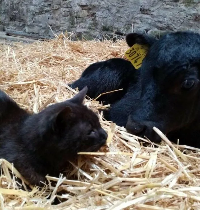 Cat And Calf