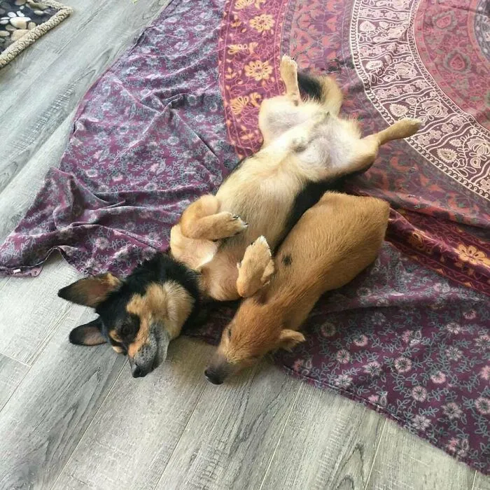 Best Buddies Mojo The Dog And Arthur The Pig