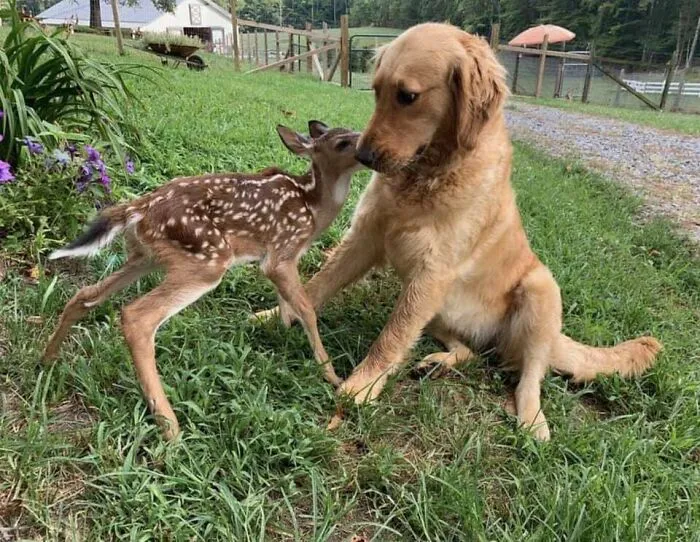 A Friend Of Mine Has A Golden Retriever That Recently Made A New Friend