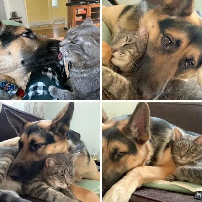My Cat And My Roommate's Dog Are So Sweet Together