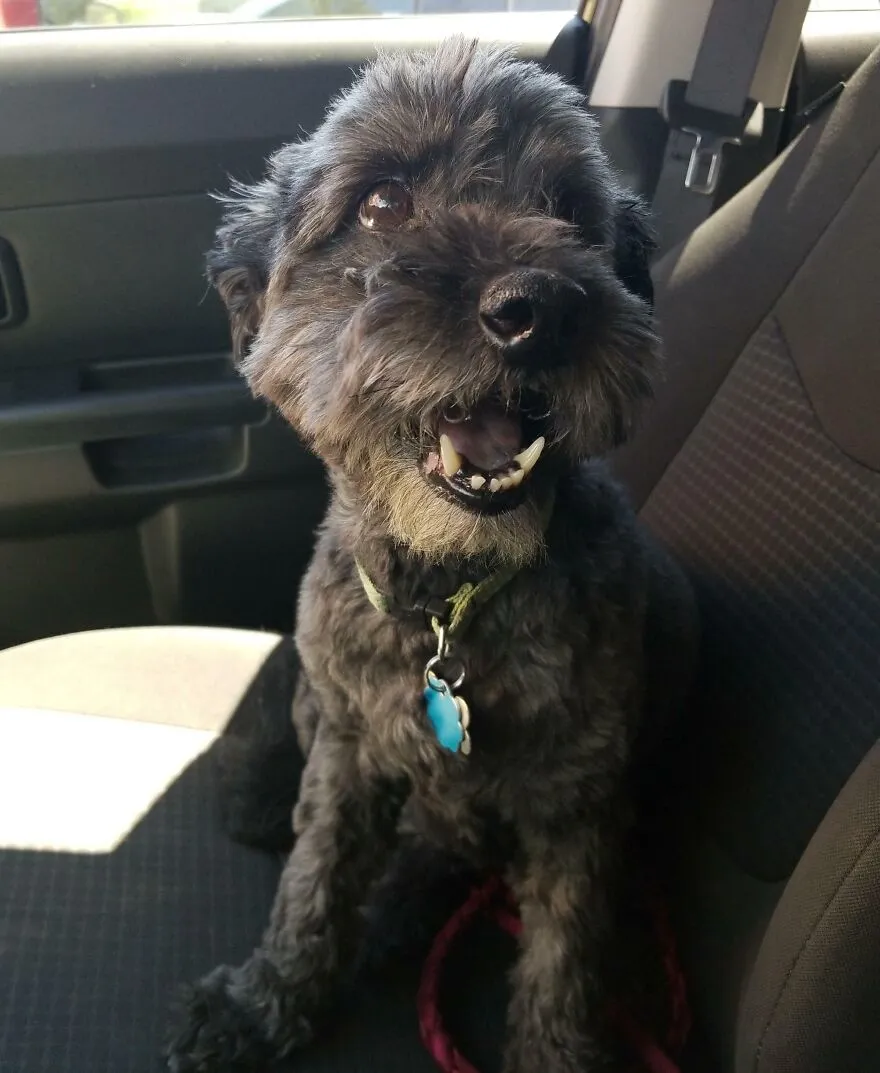 a black dog sitting in a car