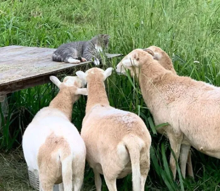Charlie Meets With His Sheeple