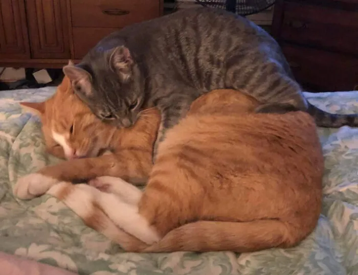 My Orange Boio Pumpkin Has Been Adopted By A Gremlin Child