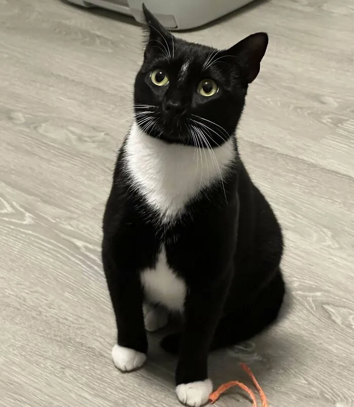 Just Adopted This Sweetheart. She Headbutts For Pets. Meet Lizzie Everyone