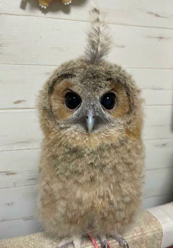 Feather!