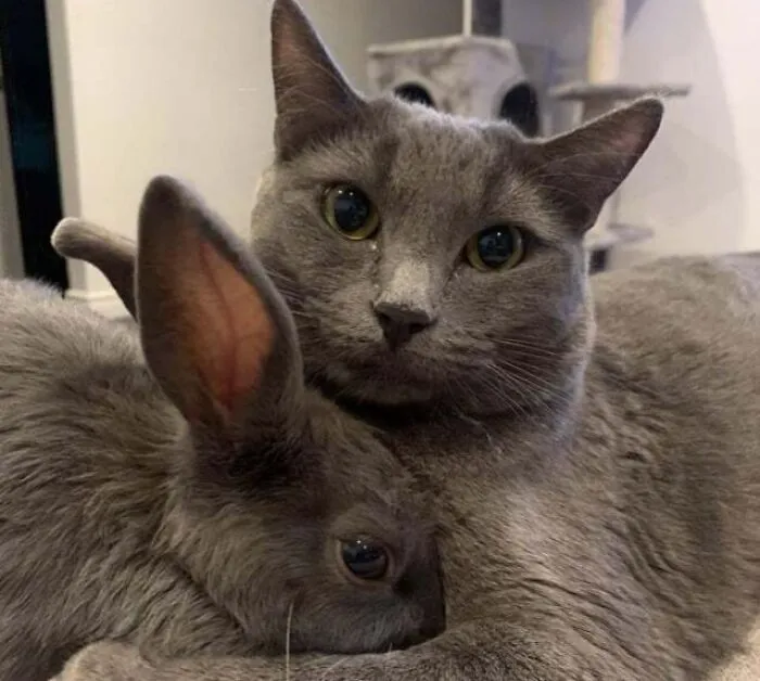My 6 Mo Lion Head, And 1 Year Old Rescue. They Are Inseparable