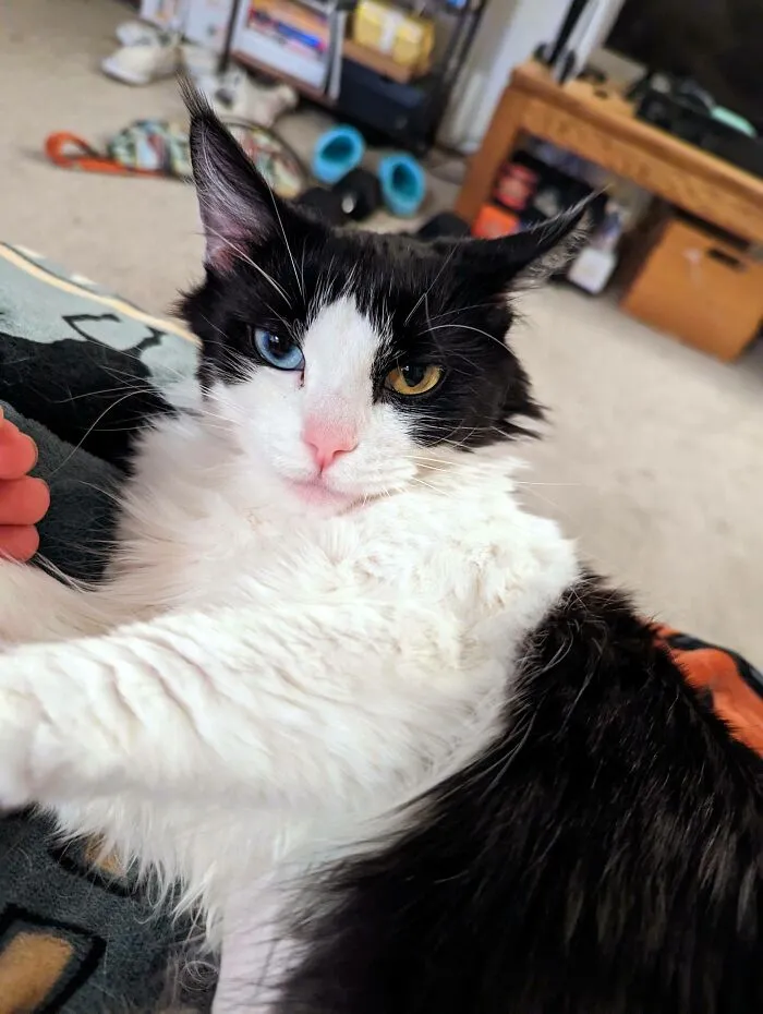 I Can Finally Post Cat Pics! This Is Athena And I Just Adopted Her