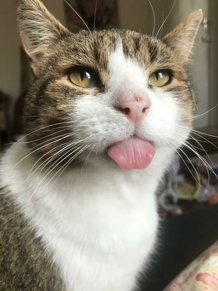 Este es Pudding, lo adopté. No tiene dientes así que mantener su lengua adentro es difícil...