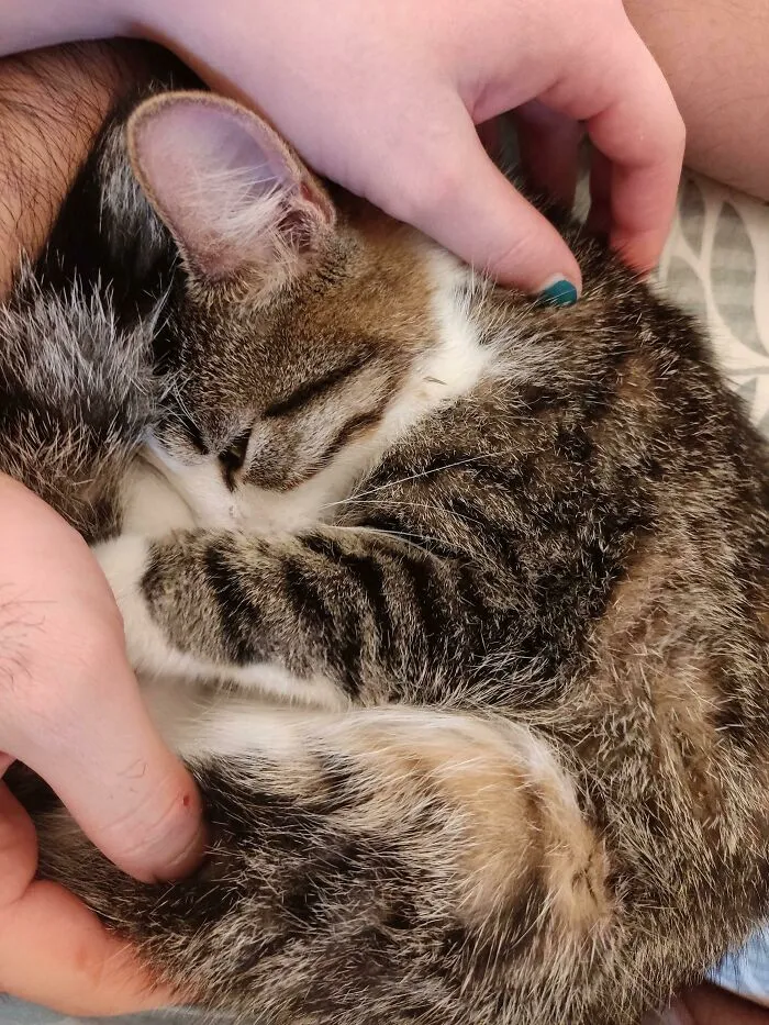 Acabamos de ser adoptados por esta niña