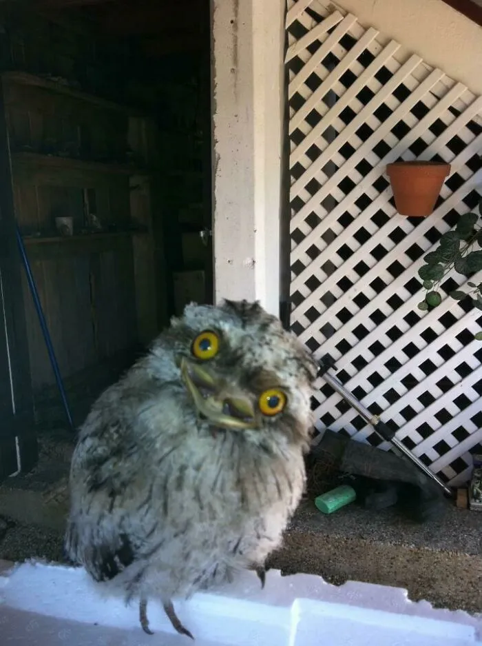 My Friend Rescued A Baby Owl. He May Not Be As Cute As The Other Owls But I Think He's Got Some Personality