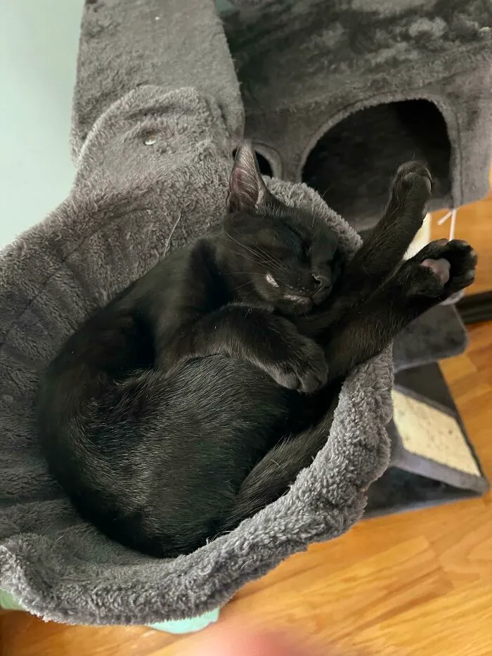 Recent Adopted This Little Void; She’s Finally Feeling More At Home