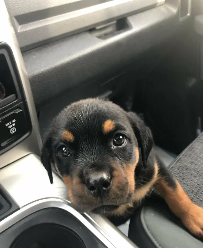 Os presento a Diablo, mi cachorro de rottweiler rescatado