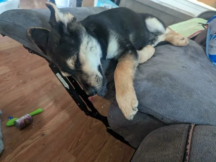 I Think We're On Week Two That My Wife Rescued This Puppy Out In The Middle Of A Field. He Was Living In Tires