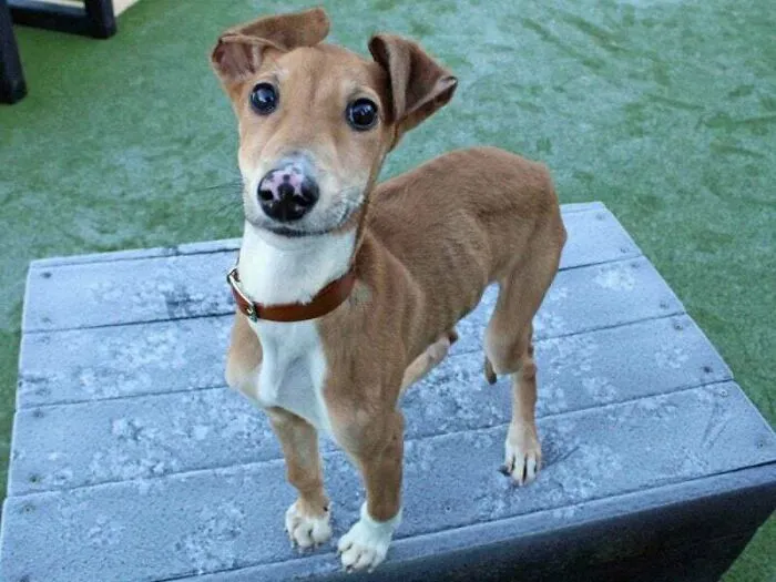 Acabo de rescatar a un perro del refugio. ¡Os presento a Brady!