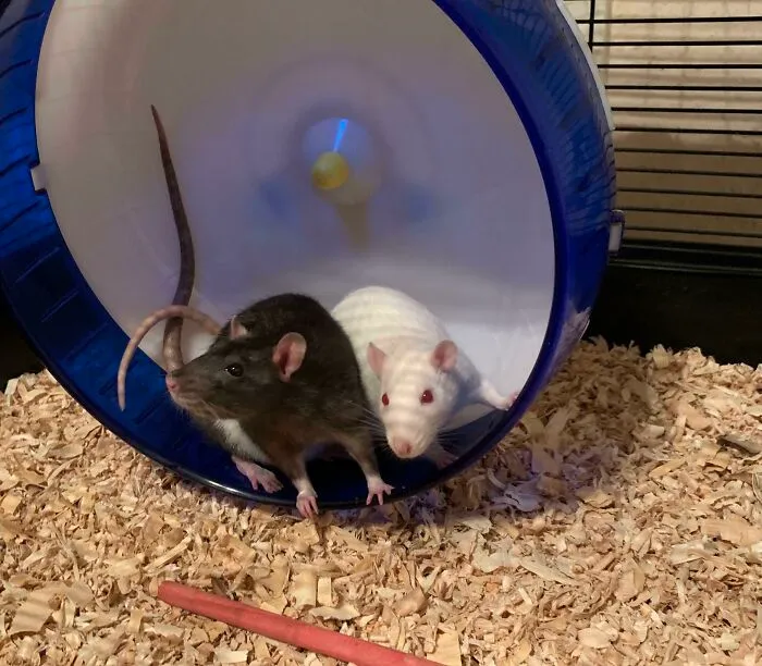 Meet Beans & Cheese Our New Rescue Rats