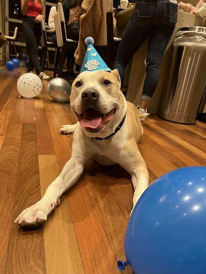 Had An Adoption Party For My Foster Fail…everyone Welcome Blade To The Family
